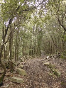 Chemin en forêt à Ogliastro