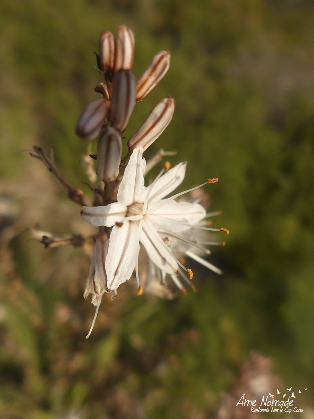 Plantes sauvages du Cap Corse – A | Ame Nomade - Randonnée dans le Cap Corse